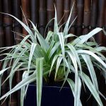 Astelia 'Silver Shadow' Astelia 'Silver Shadow'
