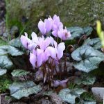 Cyclamen cilicium Cyclamen hederifolium