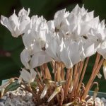 Cyclamen cilicium "Album" Cyclamen cilicium "Album"