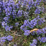 Ajuga reptans 'Chocolate Chip' Ajuga reptans 'Chocolate Chip'