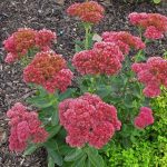 Sedum 'Autumn Fire' Sedum 'Autumn Fire'