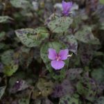 Tinantia pringlei Tinantia pringlei