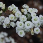 Spiraea prunifolia 'Plena' Spiraea prunifolia 'Plena'