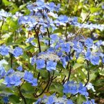 Hydrangea macrophylla 'Zorro' Hydrangea macrophylla 'Zorro'