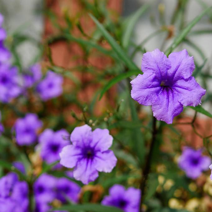 Ruellia brittoniana 'Purple Shower' Ruellia brittoniana