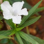 Ruellia brittoniana 'Alba' Ruellia brittoniana 'Alba'