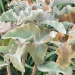 Kalanchoe beharensis Kalanchoe beharensis