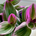 Tradescantia albiflora "Nanouk" Tradescantia albiflora "Nanouk"
