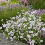 Geranium hybrid 'Dreamland' (sin. 'Bremdream')