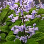 Plectranthus zuluensis Plectranthus zuluensis