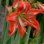 Hippeastrum vittatum (Amaryllis ) Hippeastrum vittatum