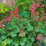 Heuchera sanguinea "Splendens" Heuchera sanguinea "Splendens"