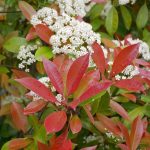 Photinia x fraseri "Red Robin" Photinia x fraseri "Red Robin"