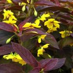 Lysimachia ciliata 'Firecracker' Lysimachia ciliata 'Firecracker'