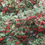 Cotoneaster lacteus