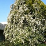 Rosa banksiae 'Alba Plena' (sin. 'Purezza') Rosa banksiae 'Alba Plena'