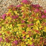 Spiraea japonica 'Goldmound' Spiraea japonica 'Goldmound'