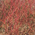 Cornus sanguinea (sanguinello) Cornus sanguinea (sanguinello)