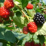 Rubus fruticosus 'Chester Thornless' (inermis) Rubus fruticosus 'Chester Thornless' (inermis)