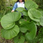 Petasites japonicus 'Giganteus' Petasites japonicus 'Giganteus'