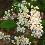 Prunus padus Prunus padus