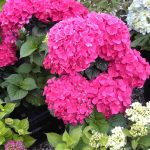 Hydrangea macrophylla 'Leuchtfeuer' ('Lighfire') Hydrangea macrophylla 'Leuchtfeuer'