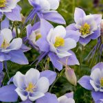Aquilegia caerulea ‘Heavenly Blue’ Aquilegia caerulea ‘Heavenly Blue’