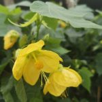 Abutilon 'Julia' Abutilon 'Julia'