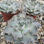 Echeveria elegans "Lotus" Echeveria elegans "Lotus"