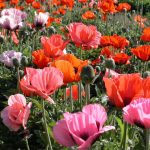 Papaver orientale 'Pizzicato' (mix) Papaver orientale 'Pizzicato' (mix)