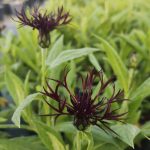 Centaurea montana ‘Black Sprite’ Centaurea montana ‘Black Sprite’