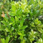 Buxus microphylla 'Faulkner' Buxus microphylla 'Faulkner'