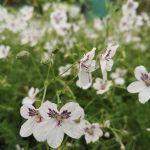 Erodium guttatum Erodium guttatum