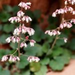 Heuchera merriamii Heuchera merriamii