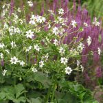 Anemone leveillei Anemone leveillei