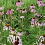 Echinacea pallida Echinacea pallida
