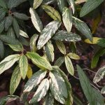 Viburnum rhytidophyllum "Variegatum" Viburnum rhytidophyllum "Variegatum"
