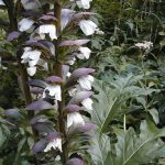 Acanthus mollis Acanthus mollis