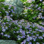 Aster ageratoides 'Adustus Nanus' Aster ageratoides 'Adustus Nanus'