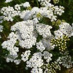 Achillea millefolium 'Alba' Achillea millefolium 'Alba'