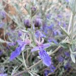Teucrium fruticans Teucrium fruticans