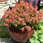 Berberis thunbergii 'Admiration' Berberis thunbergii 'Admiration'