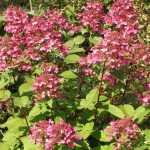 Hydrangea paniculata 'Wim's Red' Hydrangea paniculata 'Wim's Red'