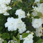 Rosa 'White Fairy' Rosa 'White Fairy'