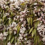 Clematis armandii 'Apple Blossom' Clematis montana ‘Grandiflora’