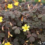 Oxalis spiralis ssp. vulcanicola Oxalis spiralis ssp. vulcanicola
