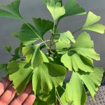 Ginkgo biloba Ginkgo biloba