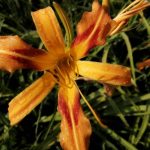 Hemerocallis 'Lucky Pierre' Hemerocallis 'Lucky Pierre'