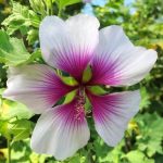 Lavatera maritima Lavatera maritima