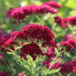 Achillea millefolium 'Pomegranate' Achillea millefolium 'Pomegranate'